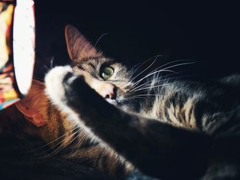 Close-up portrait of cat