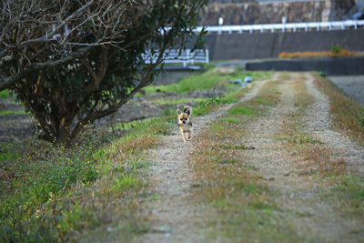 Dog in a park