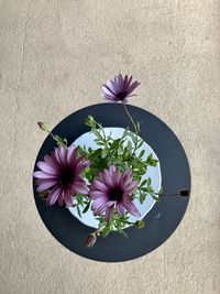 High angle view of purple flowering plant