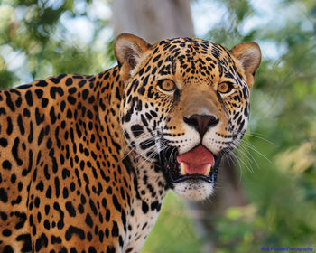 Close-up portrait of leopard in forest