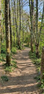 Footpath amidst trees in forest