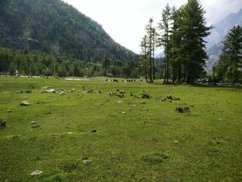 Scenic view of grassy field against sky