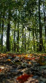 Surface level of trees in forest during autumn