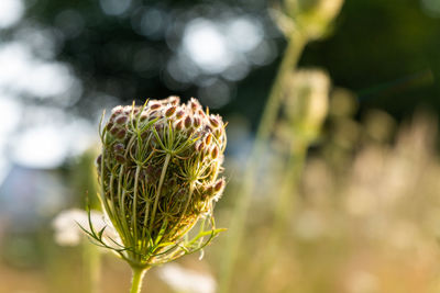 Close-up of green plant