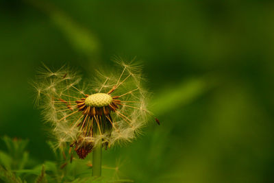 Close-up of dandelion flower
