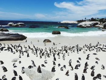 Birds on beach against sky