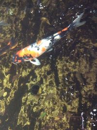 High angle view of koi carps swimming in water