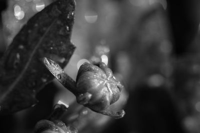 Close-up of butterfly on flower