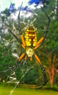 Close-up of spider web