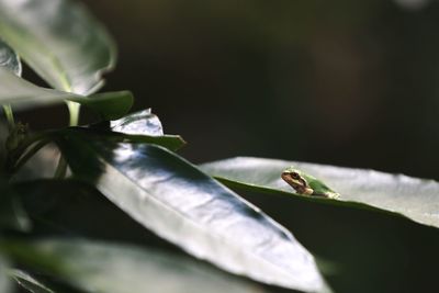 Close-up of insect on plant