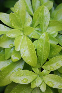 Full frame shot of raindrops on plant