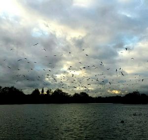 Flock of birds flying over sea