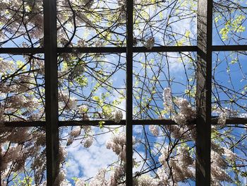 Low angle view of trees against sky