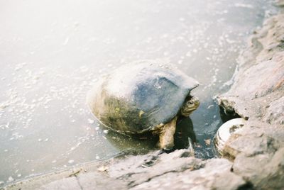 Close-up of turtle on rock