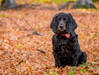 Portrait of black dog sitting on rock