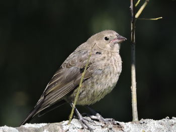 Close-up of bird perching outdoors