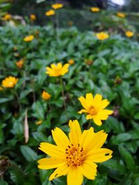 Close-up of yellow flowers blooming outdoors