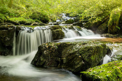 Scenic view of waterfall in forest