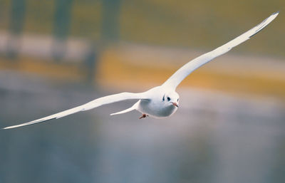 Close-up of seagull flying