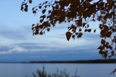 Close-up of leaves on lake against sky