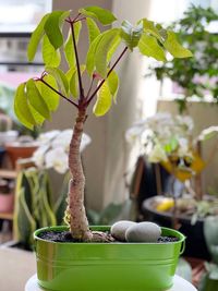 Close-up of potted plant