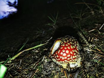 Close-up of a mushroom