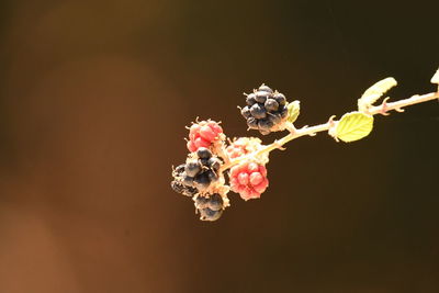 Close-up of berries on tree