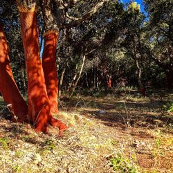 Trees in forest