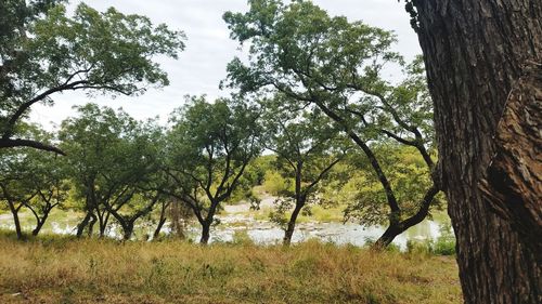 Trees on field against sky