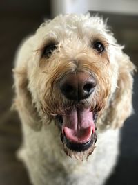 Close-up portrait of dog yawning