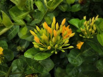 Close-up of yellow flowering plant