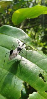 Close-up of insect on leaf