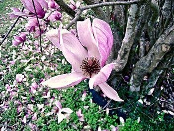 Close-up of pink flowers