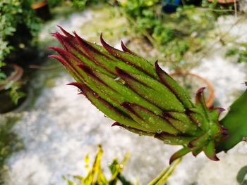 Close-up of plant leaves