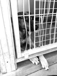 Close-up of dog relaxing in cage