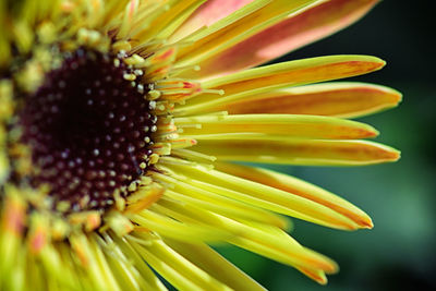 Close-up of yellow flower