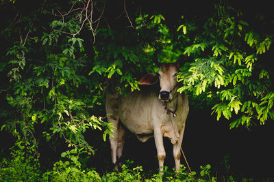 Cat standing on field against trees