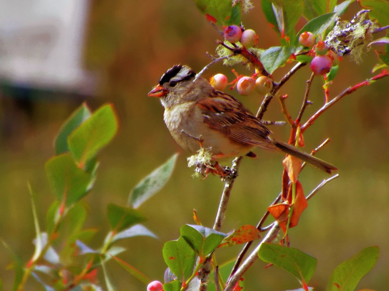 animal themes, animals in the wild, one animal, wildlife, perching, focus on foreground, branch, insect, bird, nature, close-up, full length, zoology, selective focus, side view, outdoors, beauty in nature, day, leaf, tree