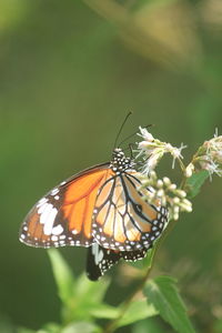 Close-up of butterfly on flower