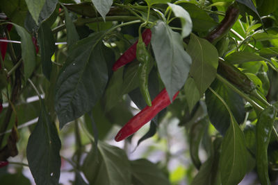 Close-up of red berries on tree