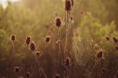 Close-up of wilted plant on field