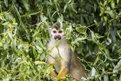 Monkey on tree