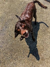 High angle portrait of a dog