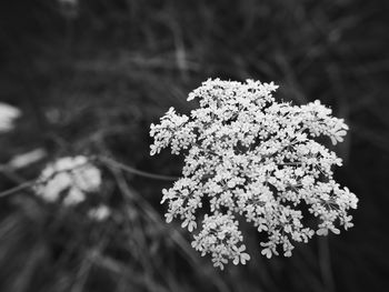 Close-up of white flowers