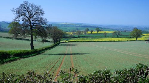 Scenic view of field against clear sky