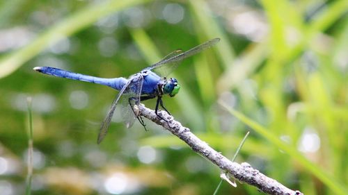 Close-up of damselfly on leaf