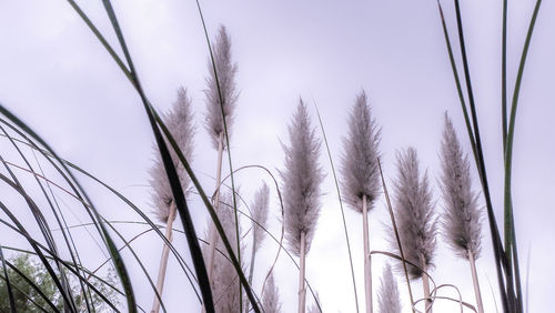 Low angle view of plants against sky