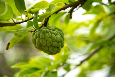 Close-up of fruits growing on tree