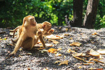 Monkeys in a field