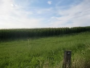 Scenic view of agricultural field against sky